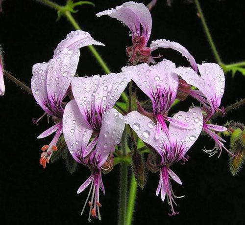 Pelargonium zoubkované