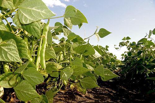 The first plantings of green beans appeared in the fields of Italy
