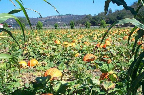 Field of large-fruited mid-season pumpkin varieties