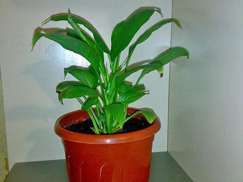 Un vaso opportunamente selezionato è una delle condizioni per un buon sviluppo della pianta.