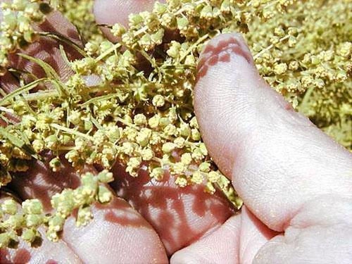 Il polline di ambrosia e la polpa di anguria hanno lo stesso insieme di amminoacidi