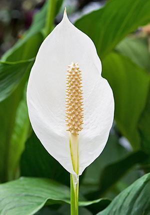 Otvorený kvet spathiphyllum