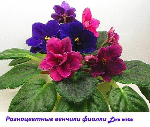 Corolle multicolori di violette Filo vivo