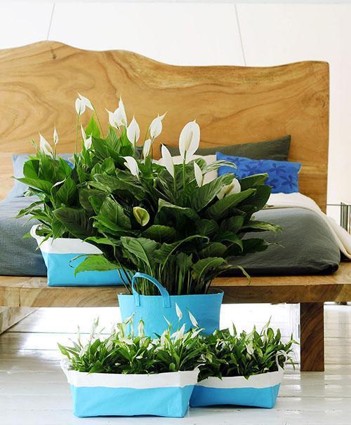 Different varieties of spathiphyllum in the interior of the room