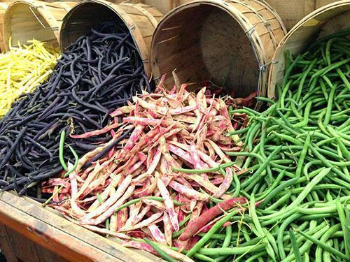 Different types of green beans