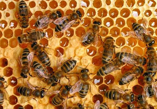 Najužitočnejším medom je med, ktorý zbierajú včely