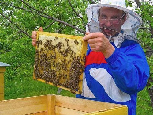 Collecting honey in the apiary