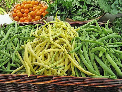 Harvesting green beans