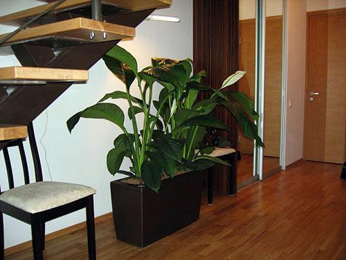 Spathiphyllum in the office