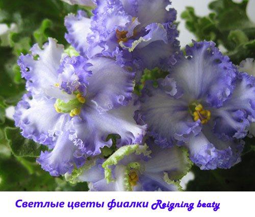 Hellviolette Blumen Herrschende Schönheit
