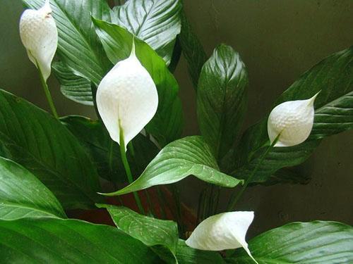 A healthy plant has white flowers