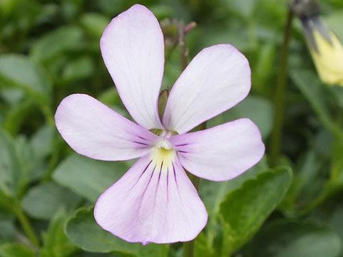 In het wild bloeit het gehoornde violet in wit, blauw, lila.