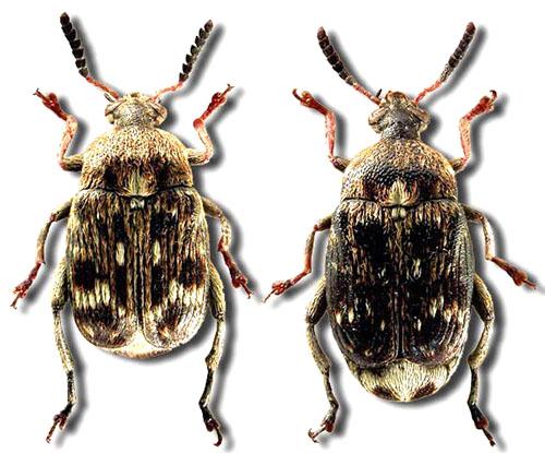 Bruchus beetle