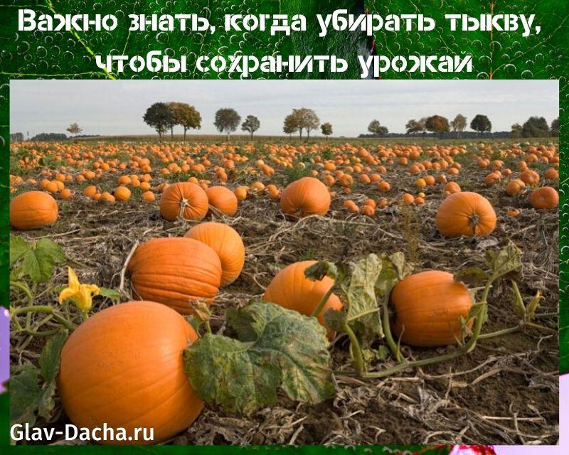 when to harvest the pumpkin