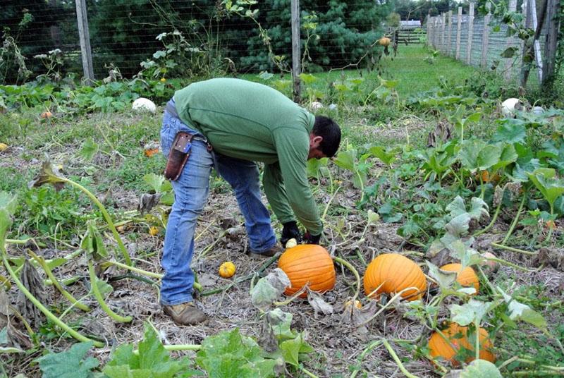 when to remove pumpkin from the garden