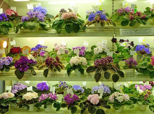 Violettes d'intérieur de différentes variétés