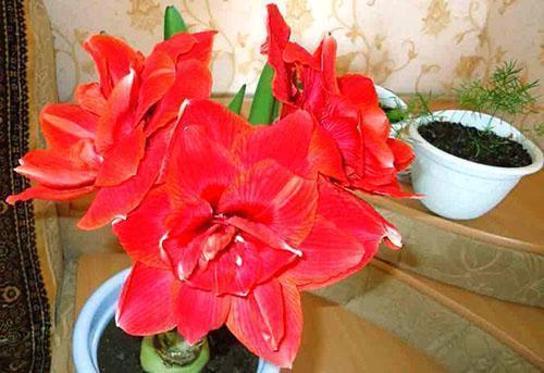 In winter, hippeastrum pleases with a beautiful inflorescence