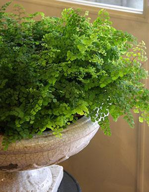 Maidenhair in the interior of the room