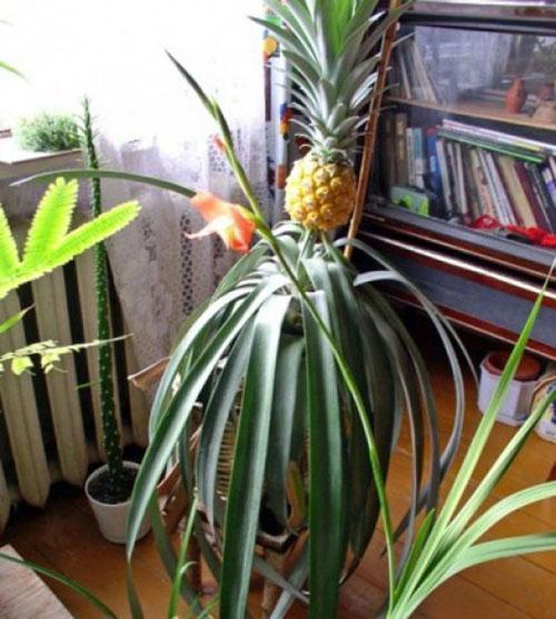 Pineapple at home