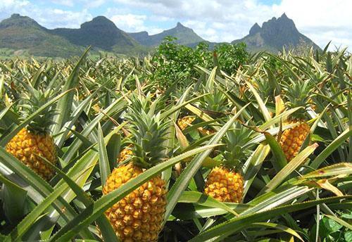 Piantagione di ananas