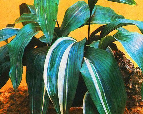 Aspidistra room in the house