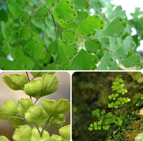 Biological features of the structure of the vegetative organs of the maidenhair