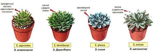 Four types of echeveria for growing at home