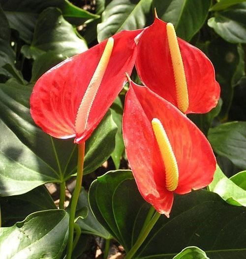 To prevent anthurium from losing its decorative effect, follow the rules of care