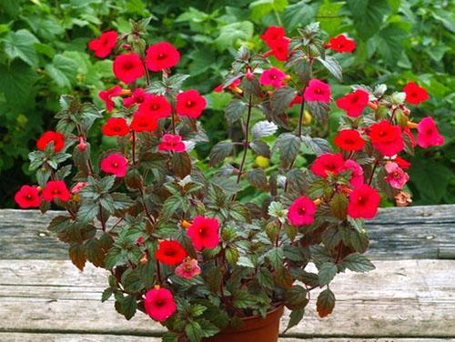 Achimenes bloom lasts up to 4 months