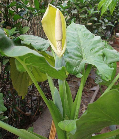 Large-root alocasia blooms