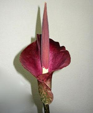 Alocasia scent flower