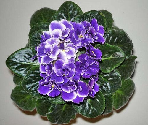 Blommande hälsosam violett