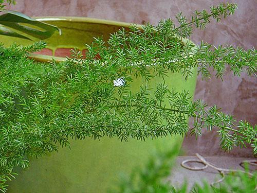 أنواع نباتات الزينة الورقية من الهليون