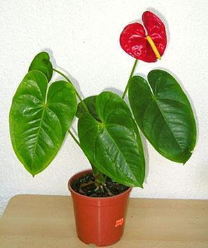 En växt som köps i en butik transplanteras omedelbart