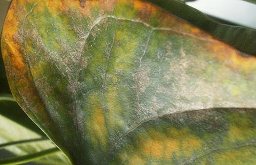 Anthurium leaf covered with spots