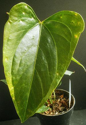 Listy Anthurium jsou citlivé na pokojovou teplotu, režim osvětlení a vlhkost vzduchu