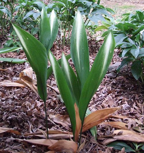 Inappropriate conditions of detention lead to a deterioration in the appearance of the aspidistra