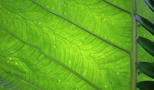 Abundant watering of alocasia leads to the appearance of drops on the leaves