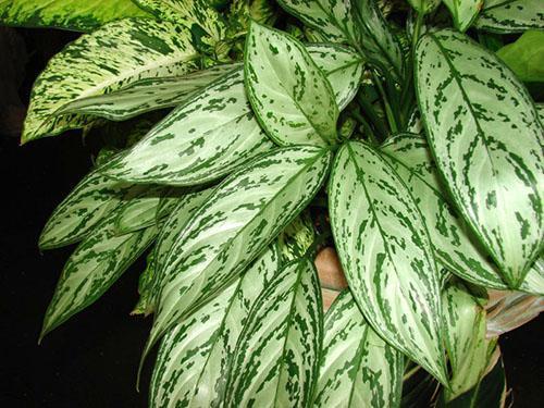 One type of aglaonema in the house