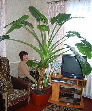 One type of alocasia at home