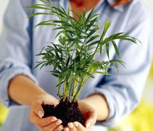 Before transplanting, the plants are checked for diseases and pests.