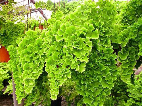 Lush maidenhair plants are native to South America and eastern Asia
