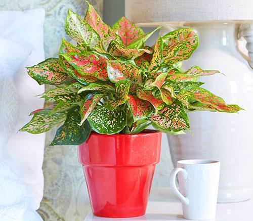 Aglaonema pleases with her appearance