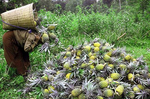 Harvesting pineapple
