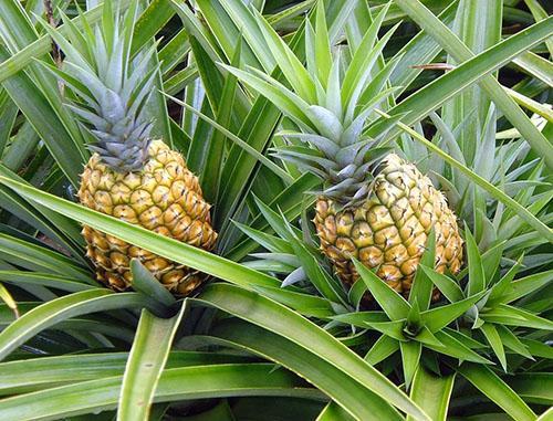 Pineapple has tough, long foliage