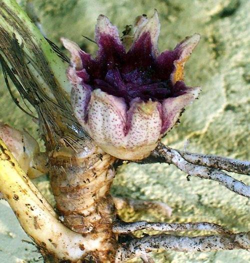 Unikátní květ aspidistry