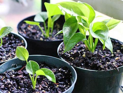 Durch vegetative Vermehrung entsteht eine neue Pflanze mit den Merkmalen des Elternteils