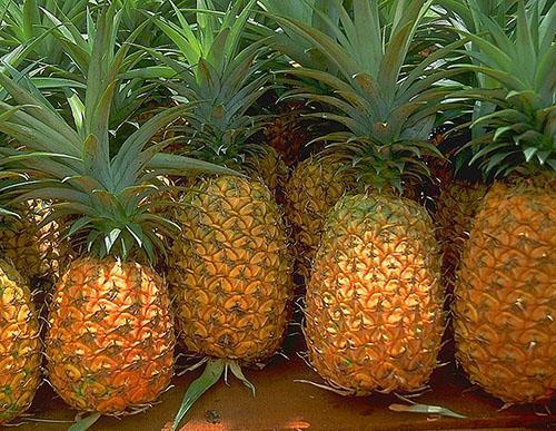 Výběr čerstvého ananasu