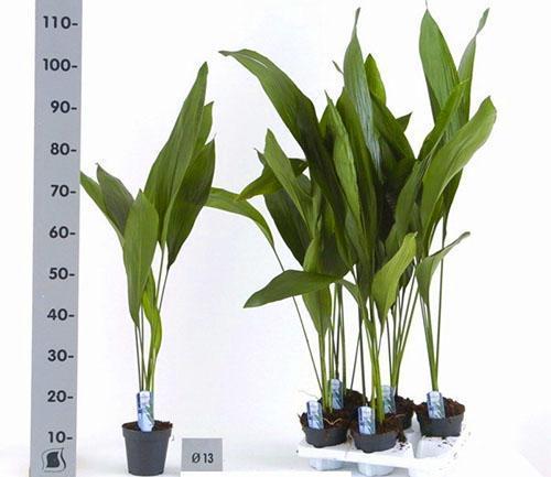 Výška izbovej rastliny môže byť viac ako meter