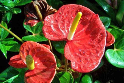 Spektakuläre Blütenstände von Anthurium Andre